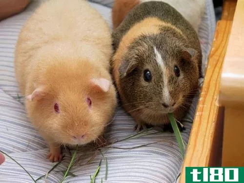 豚鼠(guinea pig)和仓鼠(hamster)的区别