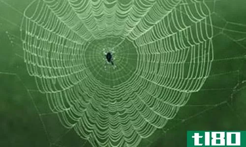 蜘蛛网(cobwebs)和蜘蛛网(spider webs)的区别