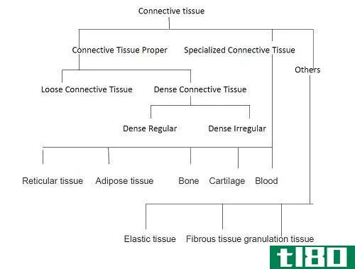 结缔组织(connective tissue)和上皮组织(epithelial tissue)的区别
