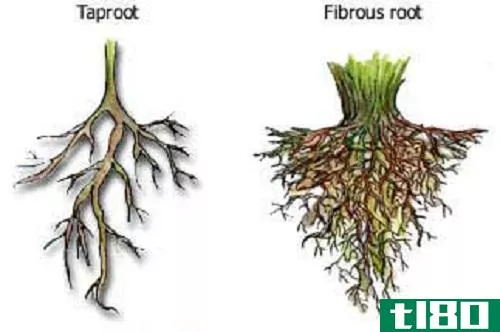 主根(taproot)和须根(fibrous root)的区别