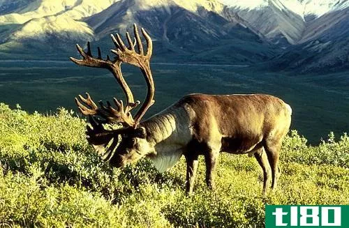 驯鹿的区别(differences between caribou)和驯鹿(reindeer)的区别