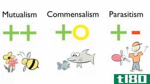 互惠主义(mutualism)和共栖(commensalism)的区别