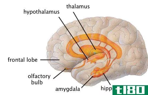 丘脑(thalamus)和下丘脑(hypothalamus)的区别