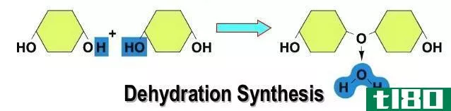 水解(hydrolysis)和脱水缩合(dehydration synthesis)的区别