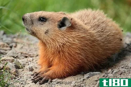土拨鼠(groundhog)和土拨鼠(woodchuck)的区别