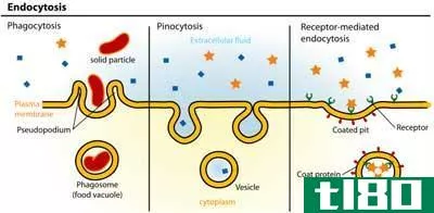 胞吐(exocytosis)和内吞作用(endocytosis)的区别