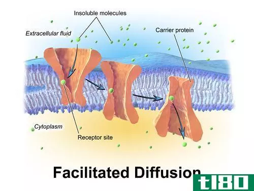 渗透的区别(differences between osmosis)和促进扩散(facilitated diffusion)的区别