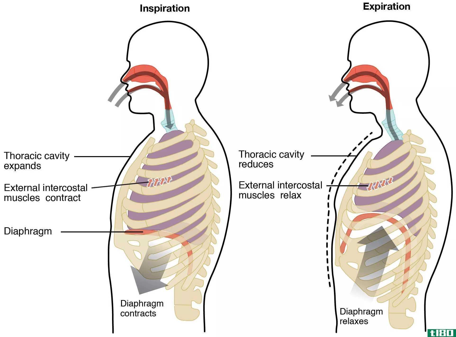 外部呼吸(external respiration)和内呼吸(internal respiration)的区别