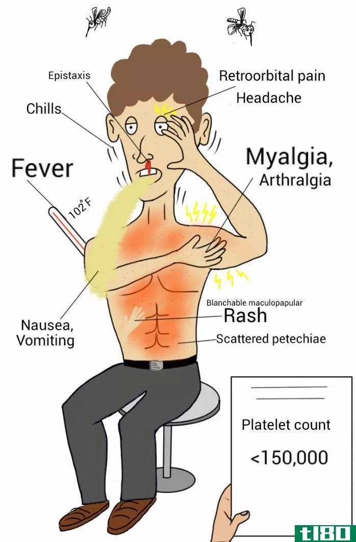 疟疾(malaria)和登革热(dengue)的区别