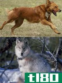 狼(wolf)和狗(dog)的区别