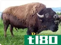 野牛(bison)和水牛(buffalo)的区别