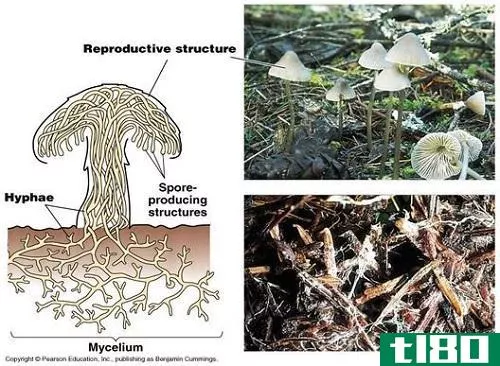 菌丝体(mycelia)和菌丝(hyphae)的区别
