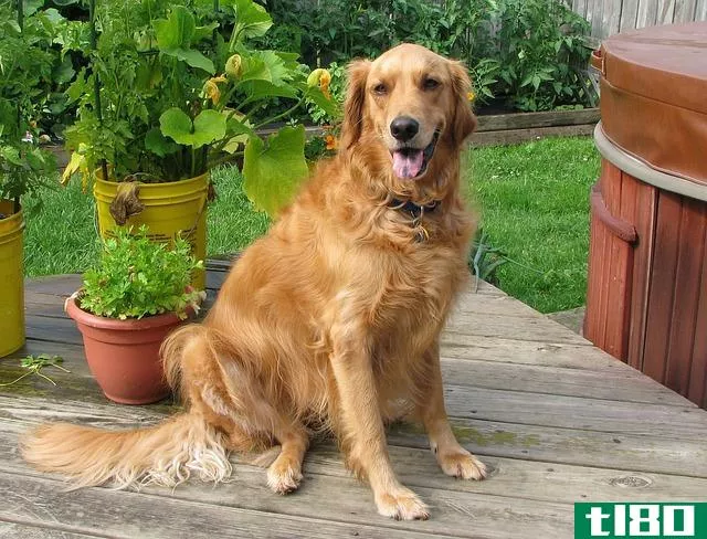 拉布拉多犬(labrador)和金毛猎犬(golden retriever)的区别