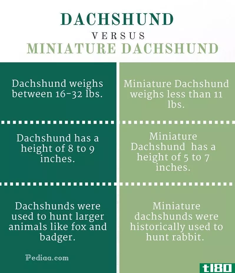 腊肠犬(dachshund)和小型腊肠(miniature dachshund)的区别