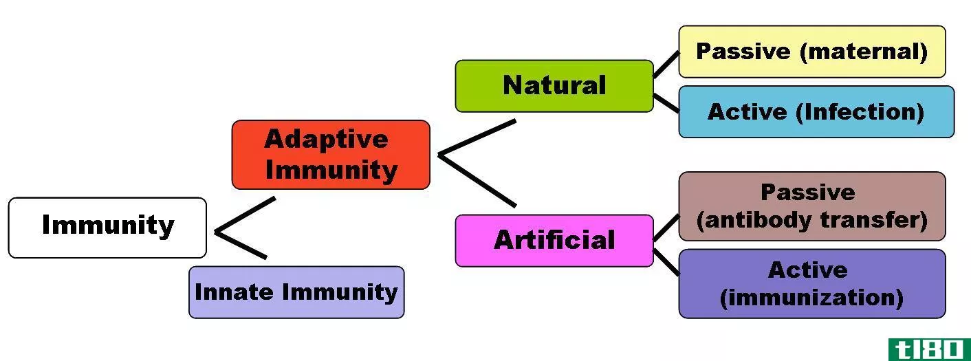 自然的(natural)和人工免疫系统(artificial immune system)的区别