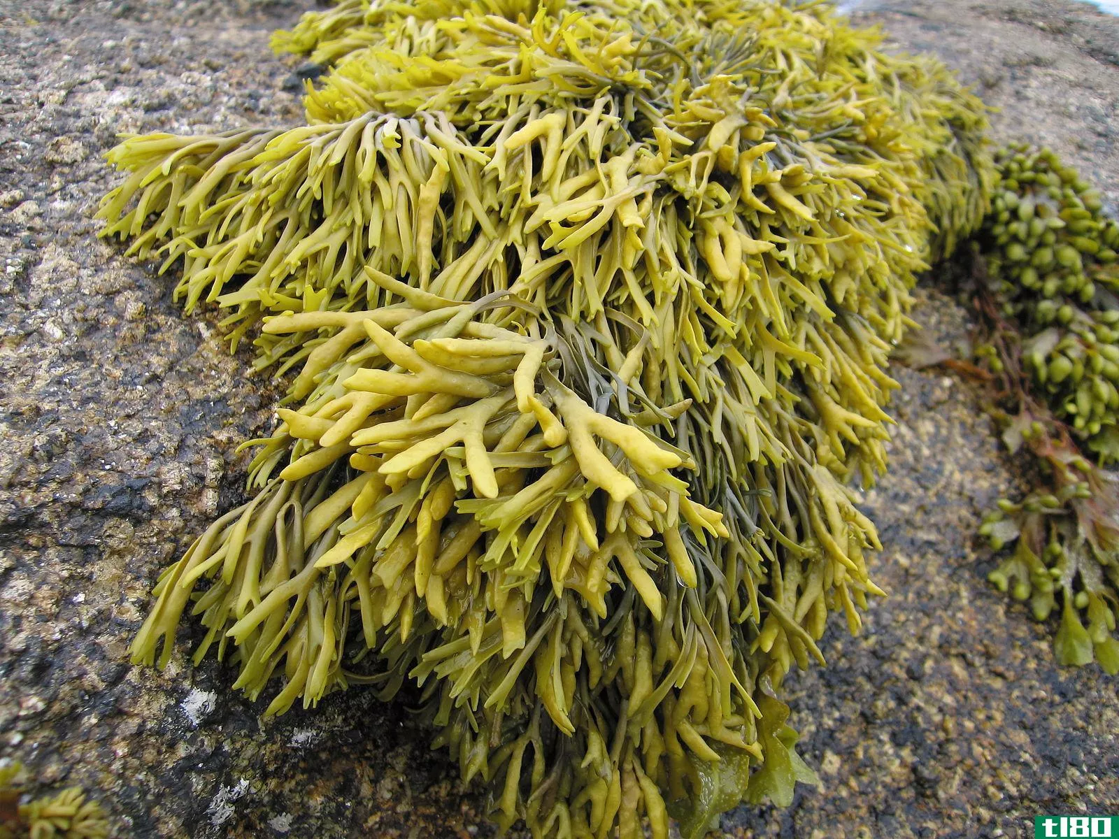 藻类(algae)和海藻(seaweed)的区别