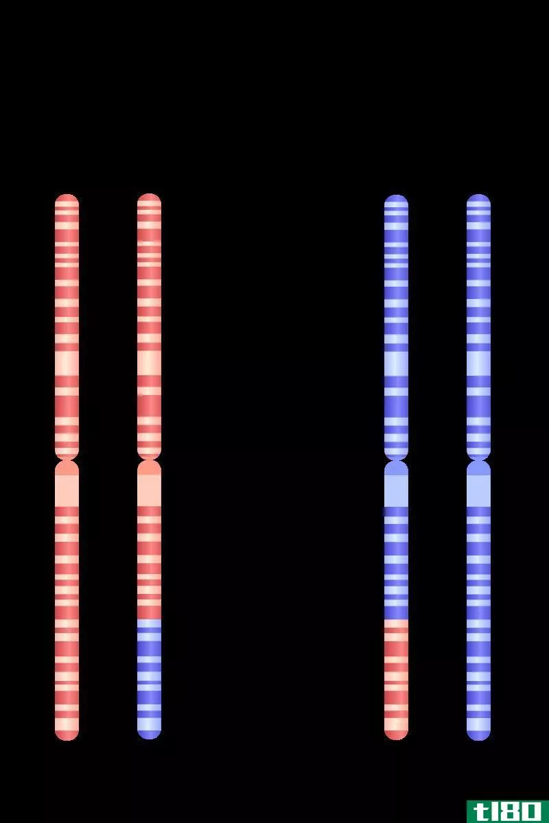 同源染色体(homologous chromosomes)和姐妹染色单体(sister chromatids)的区别