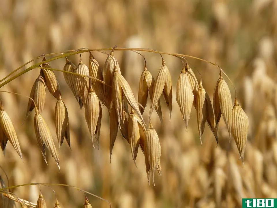燕麦(oats)和小麦(wheat)的区别