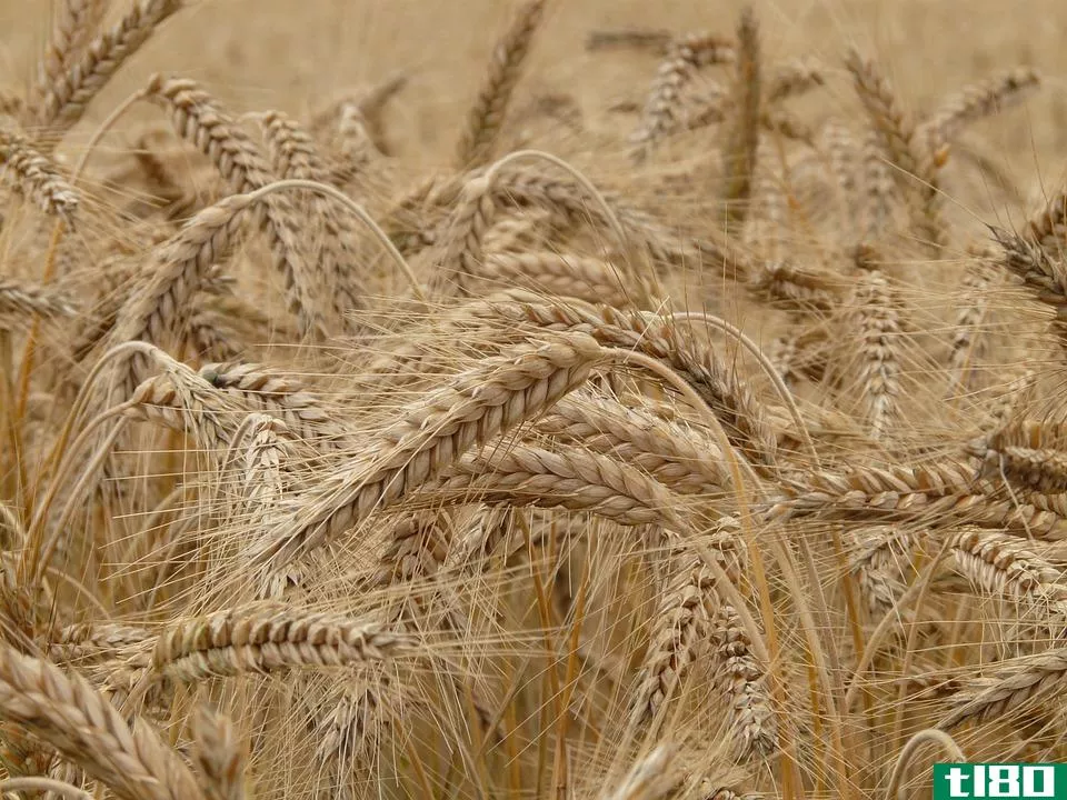 燕麦(oats)和小麦(wheat)的区别