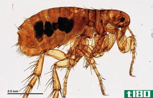 跳蚤(fleas)和虱子(gnats)的区别