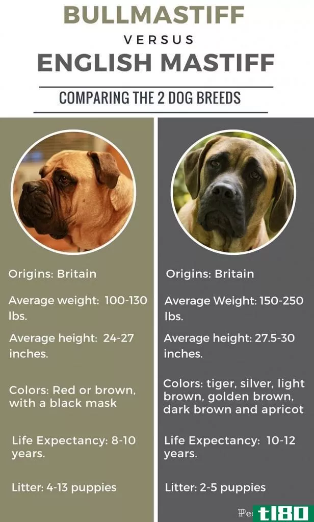 斗牛獒(bullmastiff)和英国獒(english mastiff)的区别