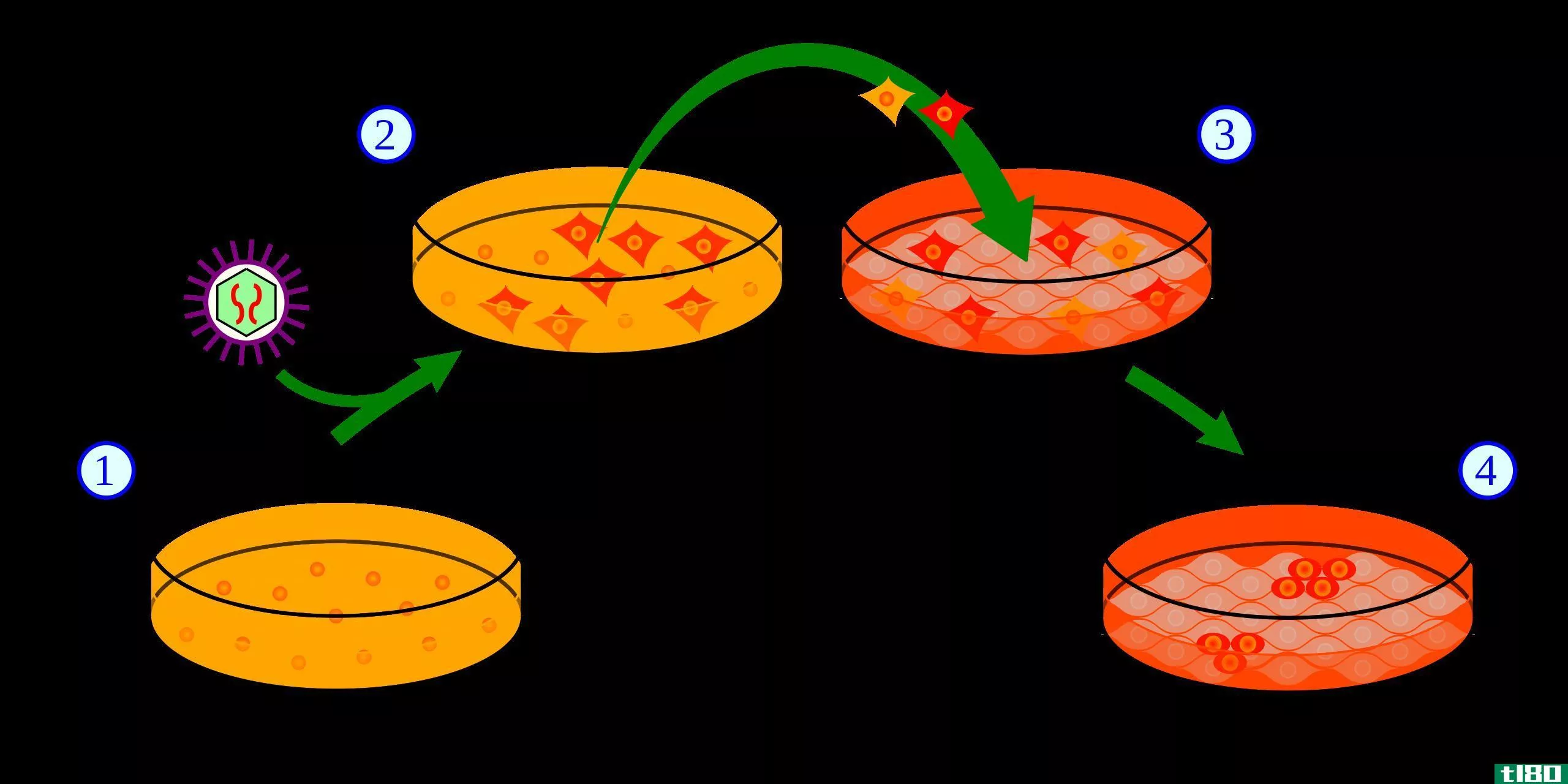多能性(pluripotent)和多能干细胞(multipotent stem cell)的区别