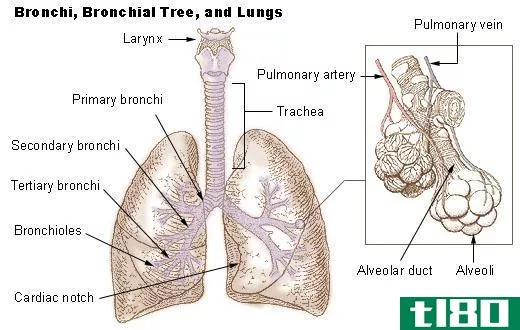 什么是肺部疾病(lung diseases)