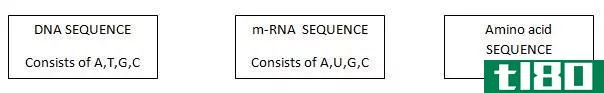 如何查找氨基酸序列(find amino acid sequence)