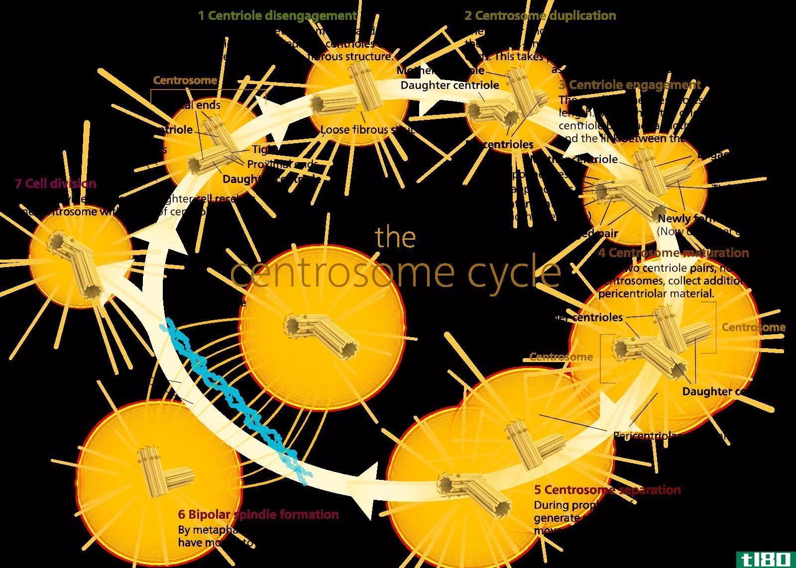 中心体(centrosome)和中心粒(centriole)的区别