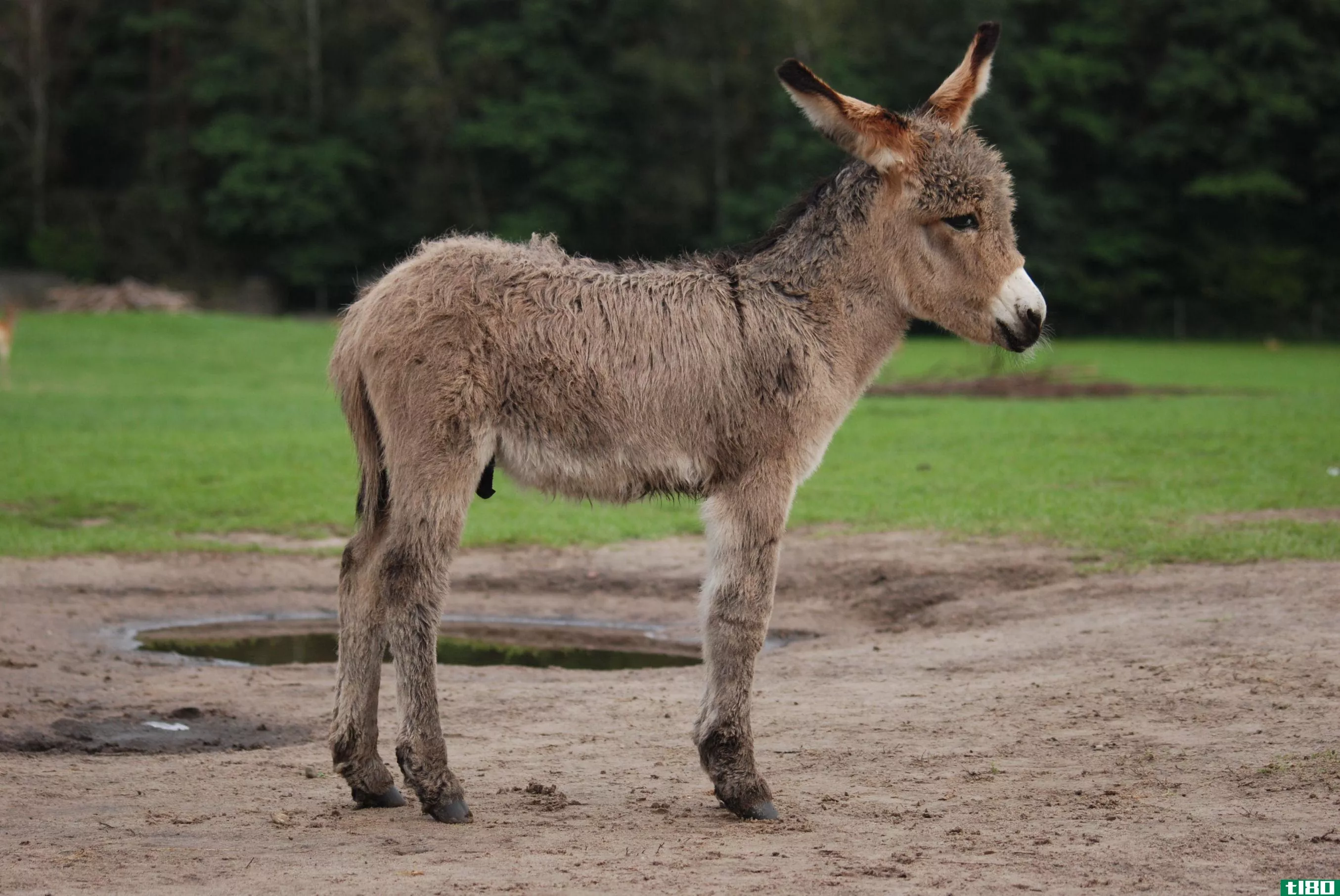 驴子(a donkey)和驴子(a burro)的区别