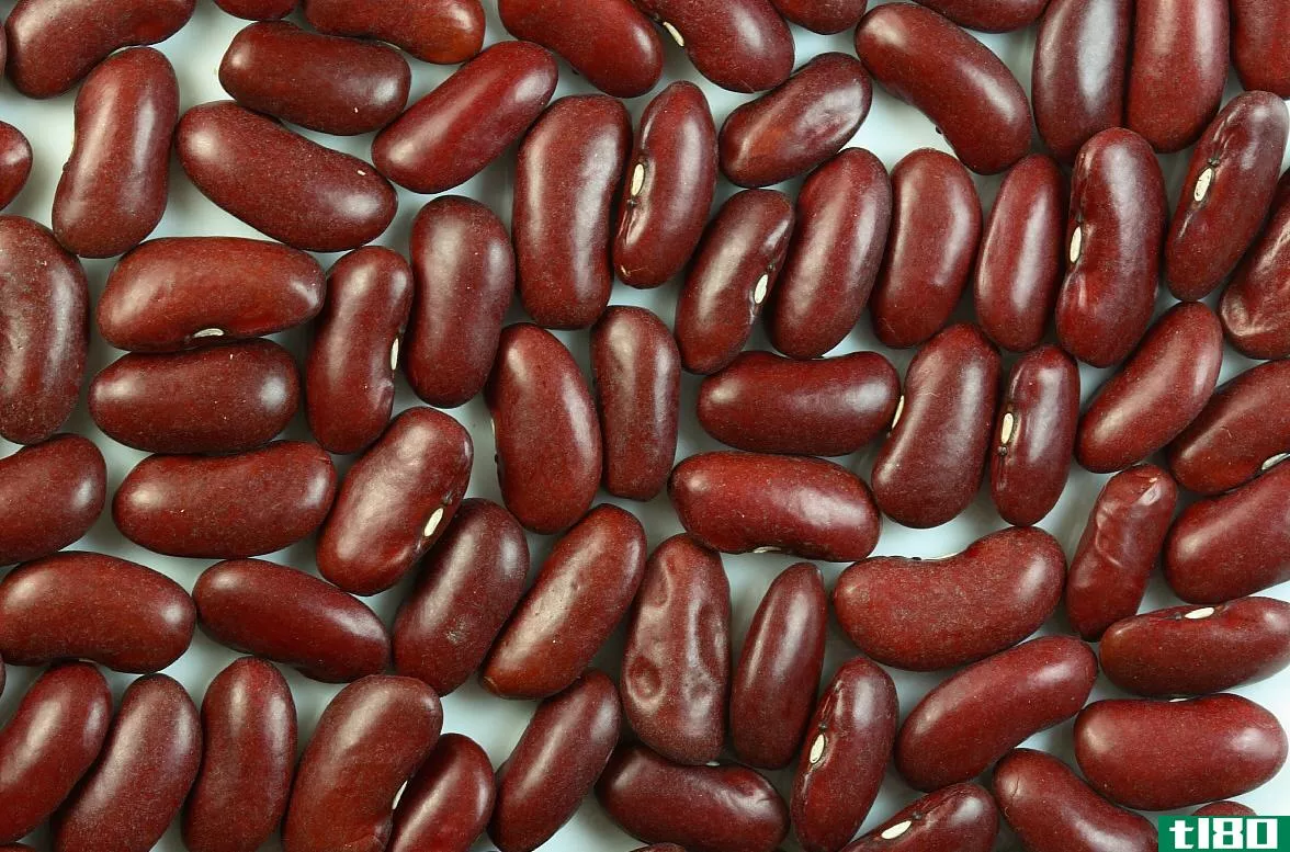 豆(beans)和扁豆(lentils)的区别