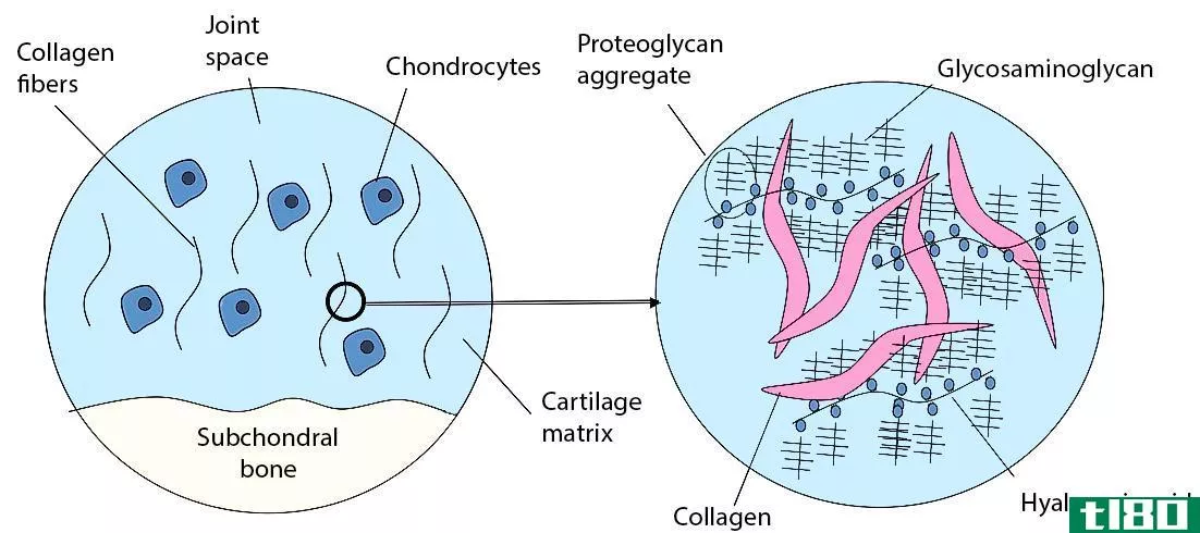 胶原蛋白(collagen)和透明质酸(hyaluronic acid)的区别