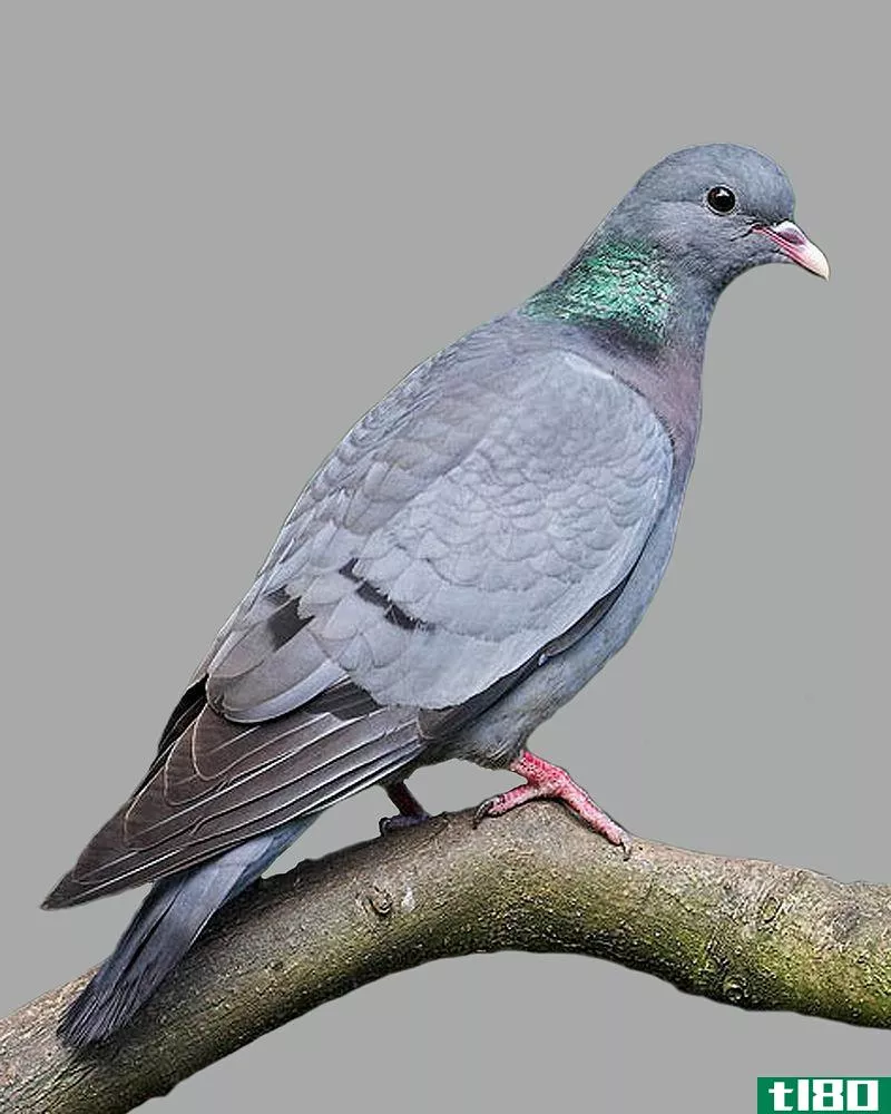 鸽子(pigeon)和鸽子(dove)的区别