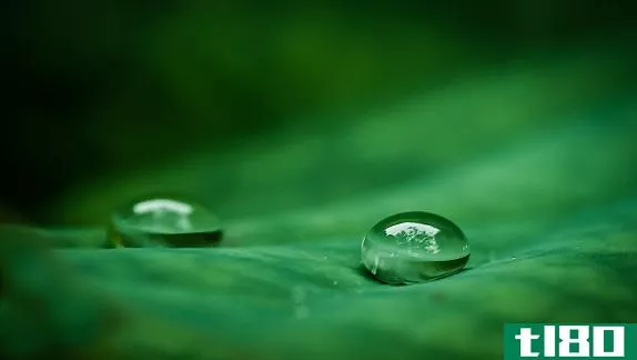 Difference Between Surface Tension and Surface Energy - Water_on_a_lotus_leaf
