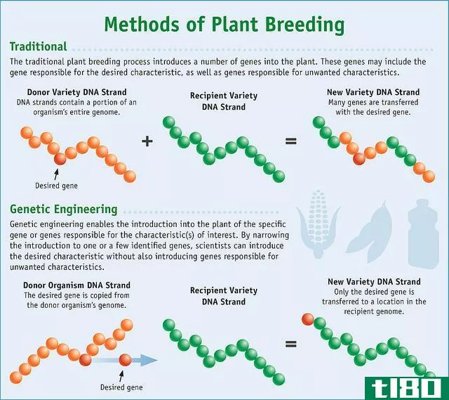 转基因(gmo)和选择性育种(selective breeding)的区别