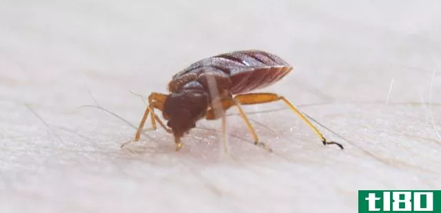 臭虫(bedbug)和打上钩(tick)的区别