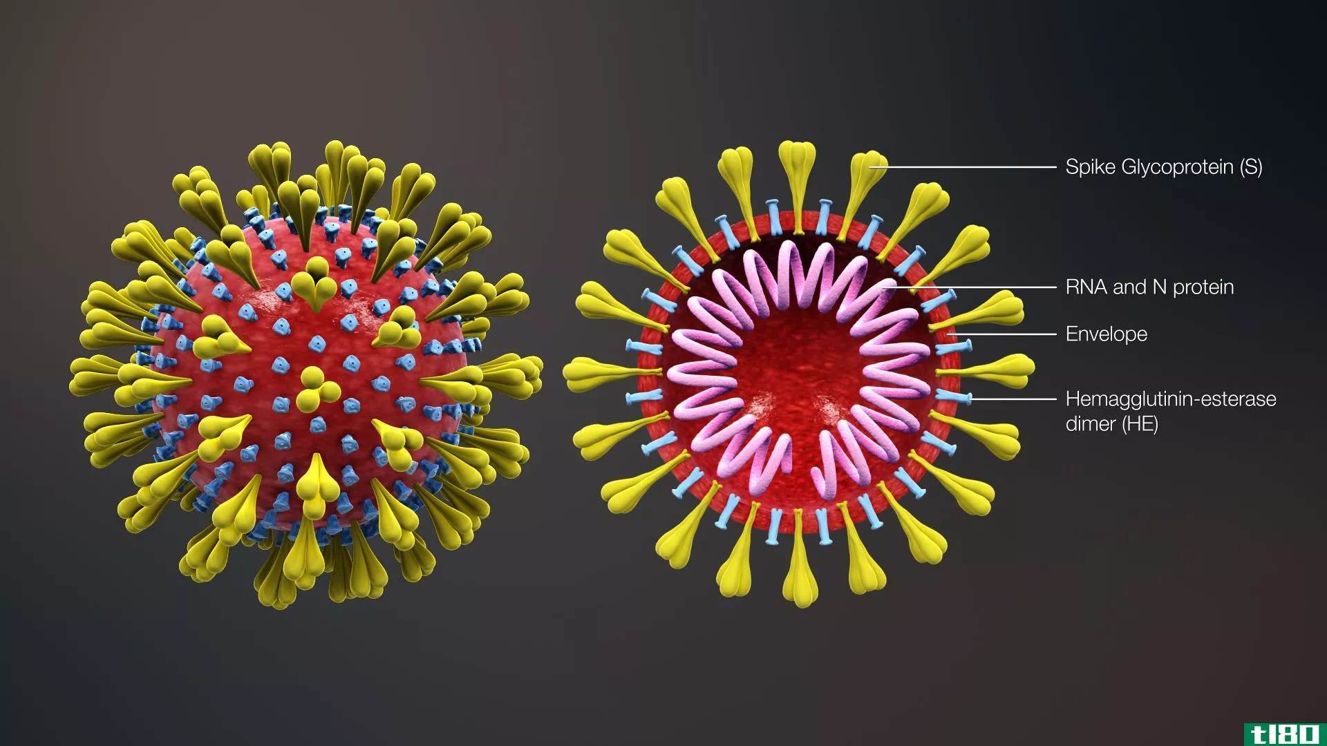冠状病毒(coronavirus)和非典(sars)的区别