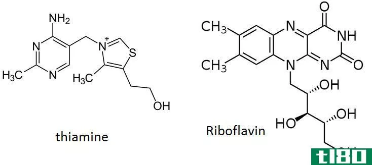 维生素b(vitamin b)和维生素b12(vitamin b12)的区别