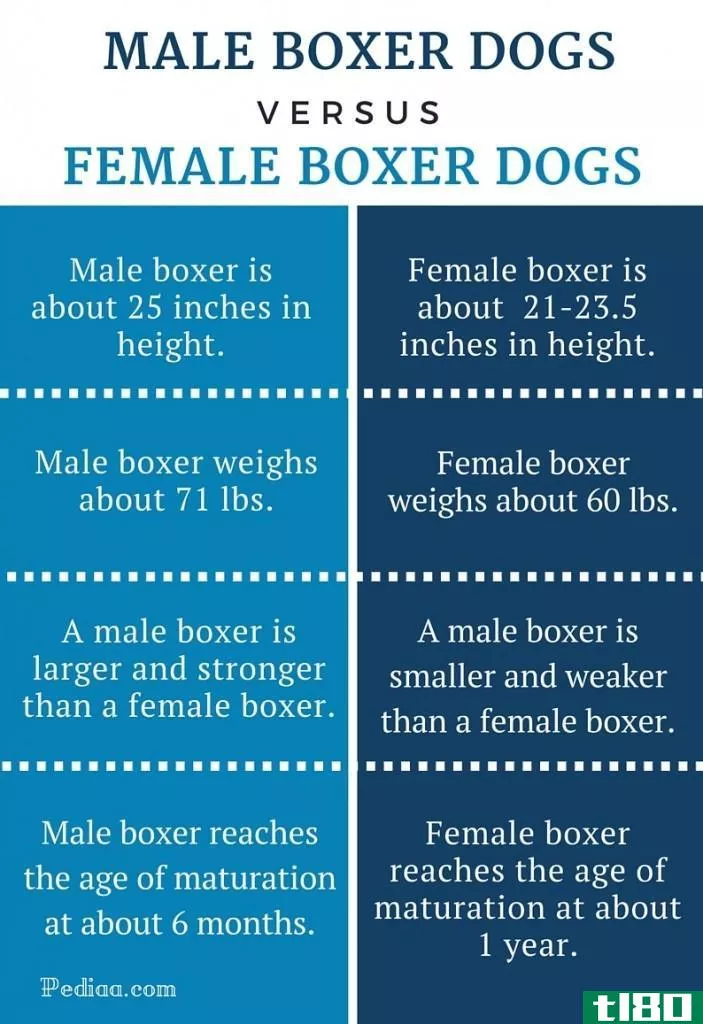 **的(male)和雌性拳击犬(female boxer dogs)的区别