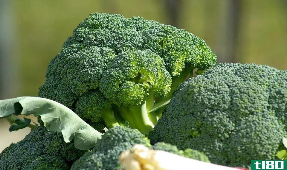 西兰花(broccoli)和花椰菜(cauliflower)的区别