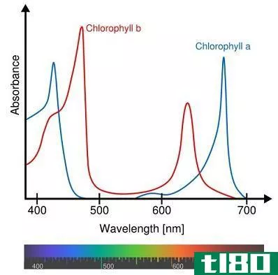 Difference Between Colorimeter and Spectrophotometer - Chlorophyll Absorption Spectra