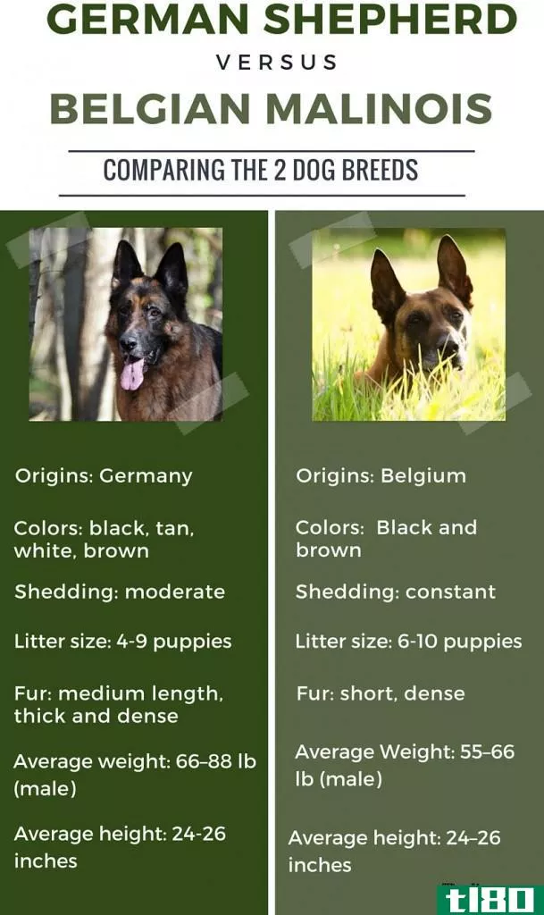 德国牧羊犬(german shepherd)和比利时马利诺(belgian malinois)的区别