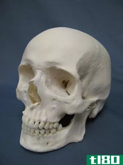 土著头骨(aboriginal skull)和白种人头骨(caucasian skull)的区别