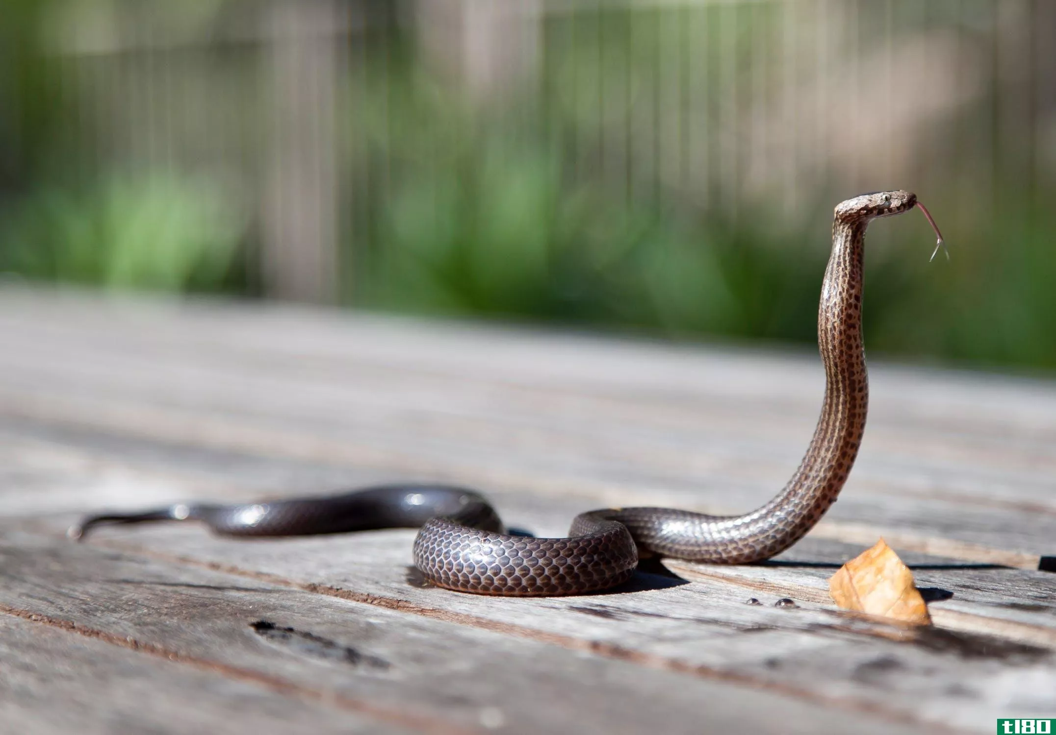 python(python)和眼镜王蛇(king cobra)的区别