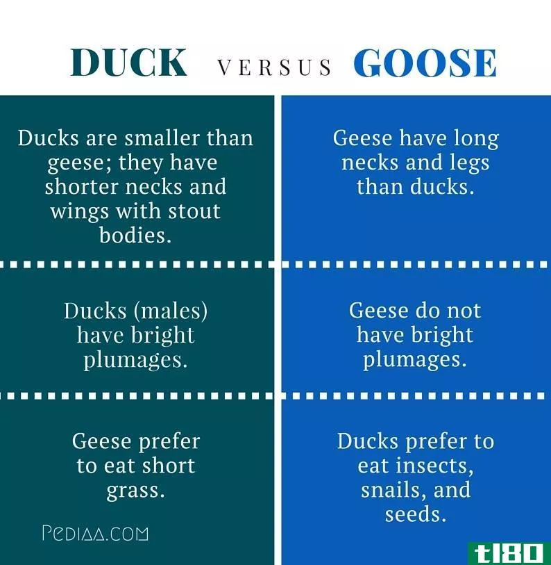 鹅(goose)和鸭子(duck)的区别