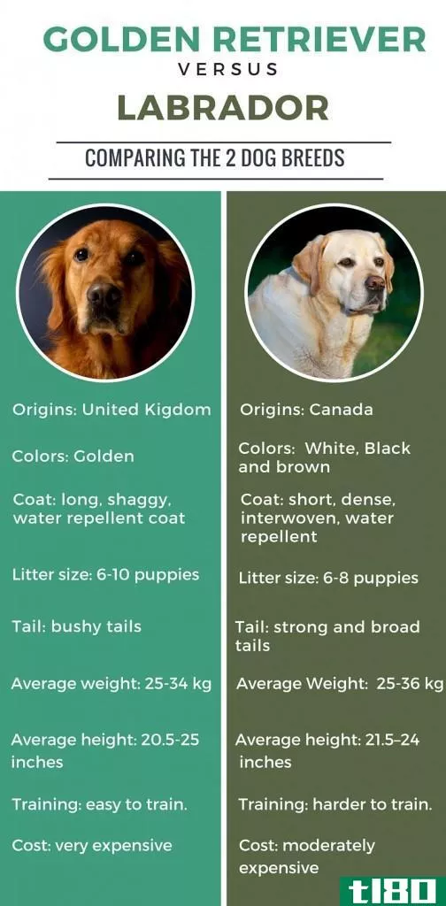 拉布拉多犬(labrador)和金毛猎犬(golden retriever)的区别