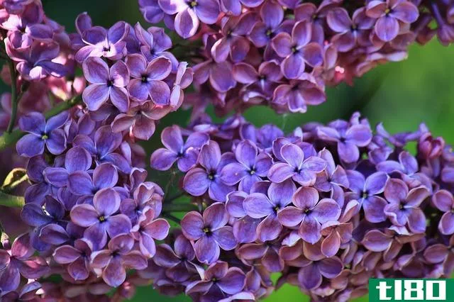 薰衣草(lavender)和丁香花(lilac)的区别