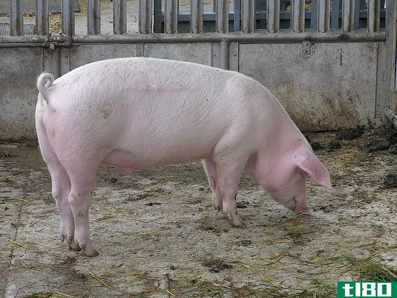 猪(hog)和猪(pig)的区别