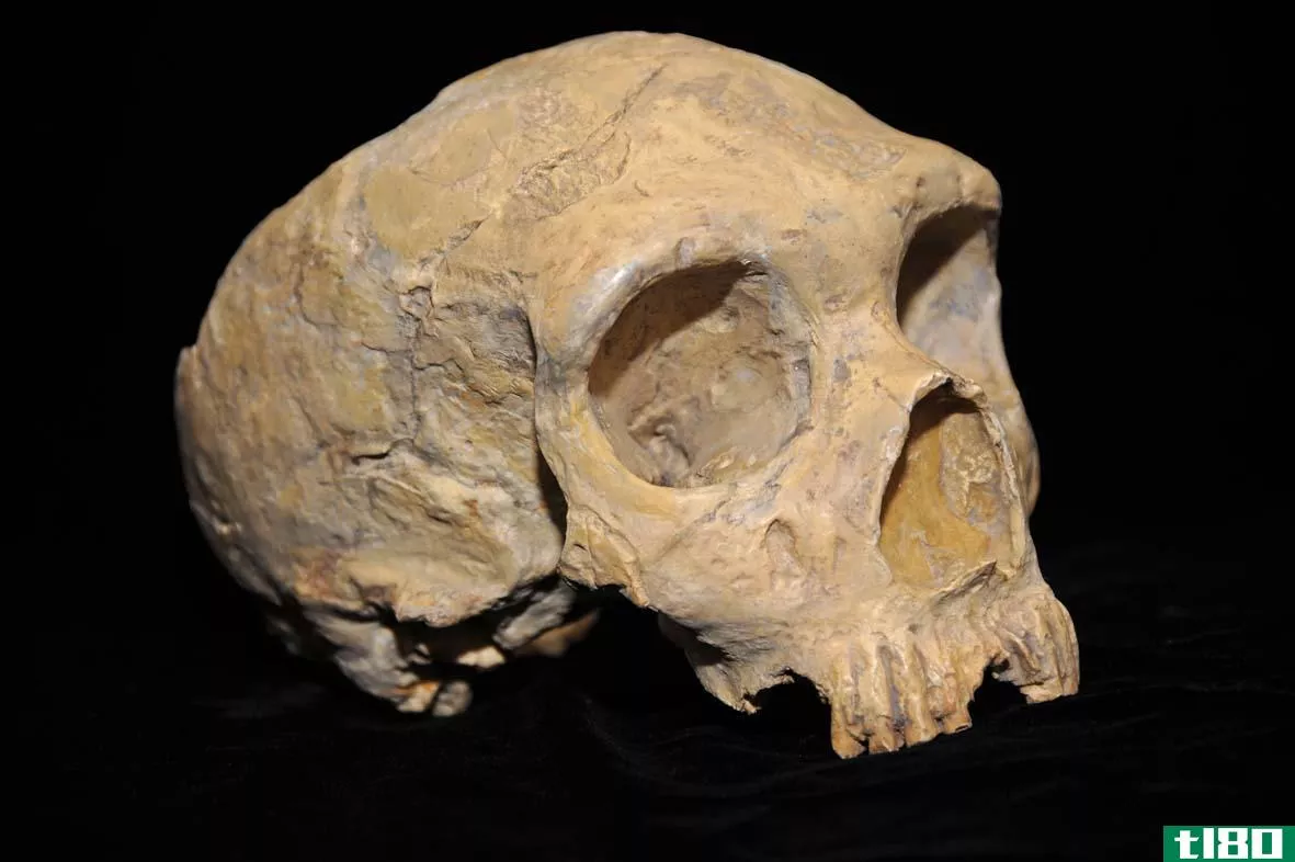 土著头骨(aboriginal skull)和白种人头骨(caucasian skull)的区别