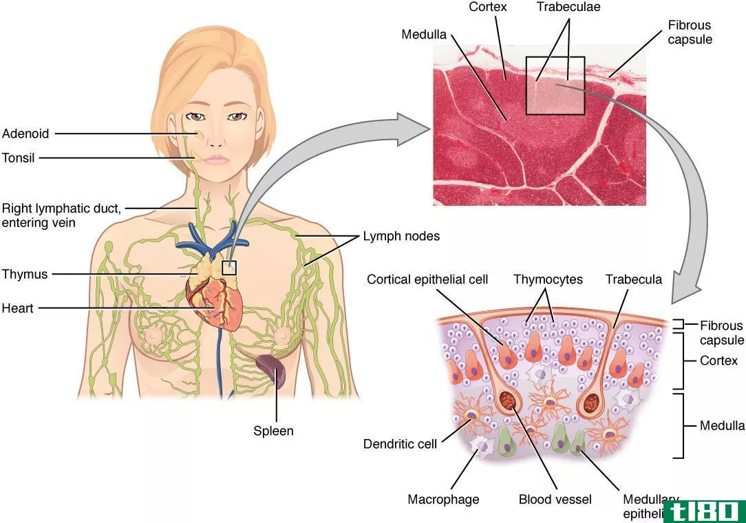 甲状腺(thyroid)和胸腺(thymus)的区别